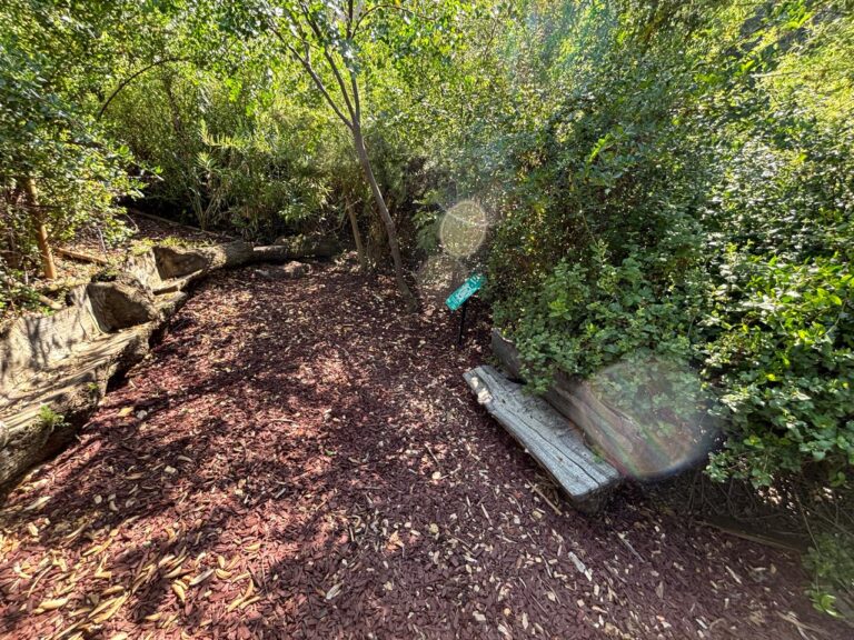 Parquemet inaugura Núcleos de Restauración Nativa que regeneran el bosque esclerófilo en pleno corazón de Santiago